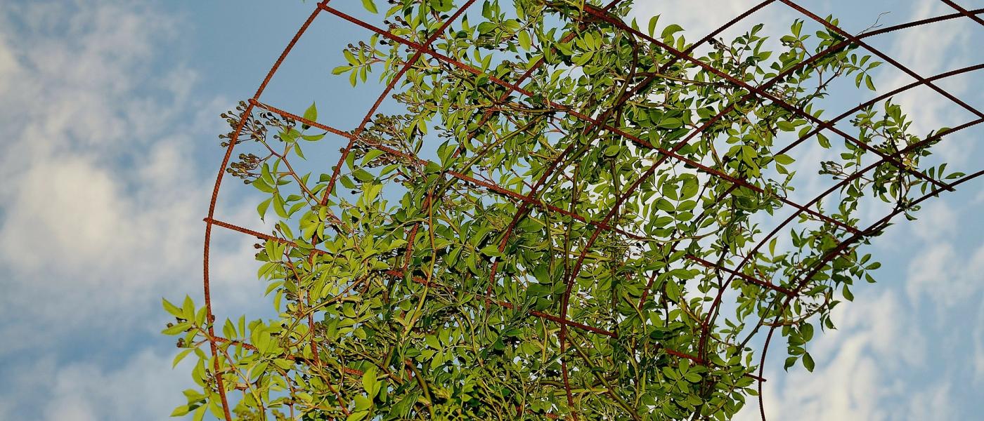 Vines climbing to the sky on a wire framework